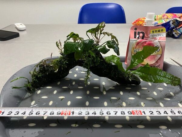 ミクロソリウム アヌビアスナナ ハイグロフィラ流木付き サムライモス巻き済み おまけ 現在の状態の写真追加済み