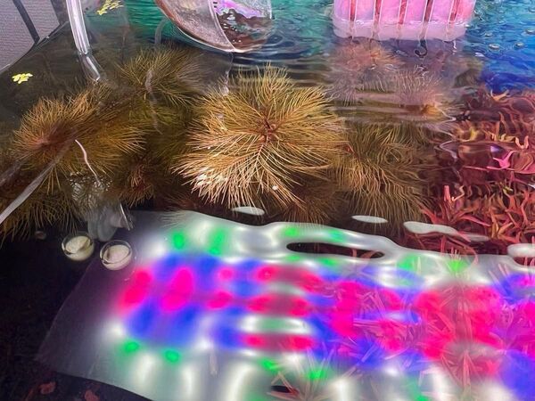 ミリオフィラム オレンジローライマ 水中葉 8~15cm前後 5本 初心者向け 丈夫な水上葉