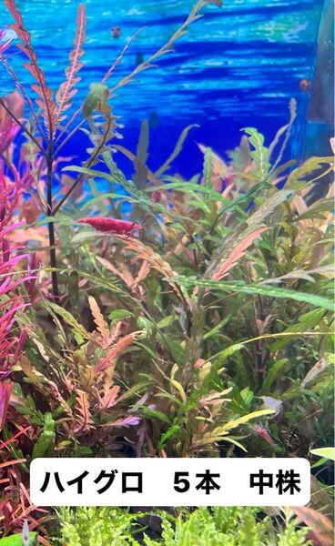 ハイグロフィラ ピンナティフィダ 5本 水中葉 陰性水草 無農薬 水中葉 赤系水草