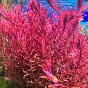 ロタラレディッシュ 15本 合計20本/ 水草/綺麗なむず草/育ち楽 水中葉 水草水槽 無農薬 アクアリウム
