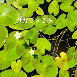 水生植物 ガガブタ2株