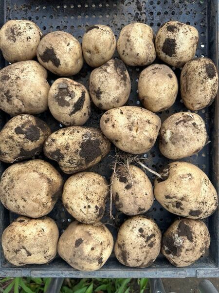 新じゃがいも 男爵5キロ