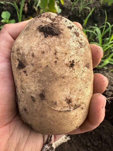 掘り立て新ジャガイモ 男爵10キロ