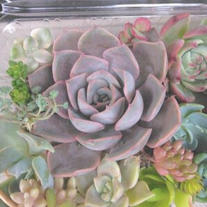多肉 寄せ植えセット、ピンク縁取り ミセバヤ入り