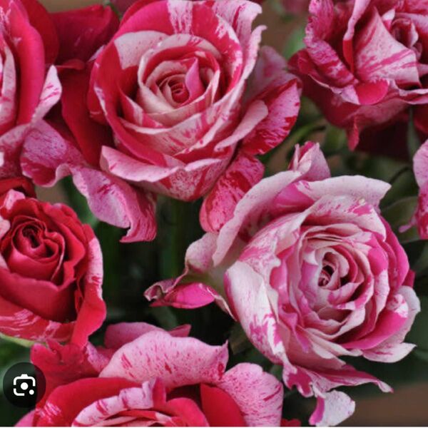 薔薇苗 切り花品種 土付き抜き苗 挿し木苗 C