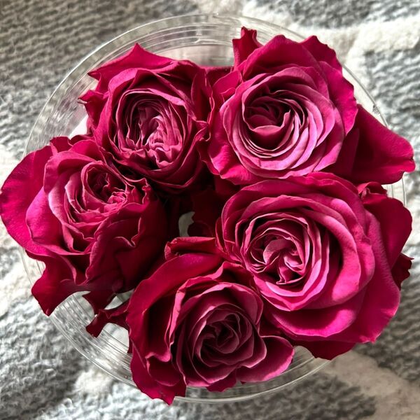 薔薇挿し木苗 切り花品種 土付き抜き苗