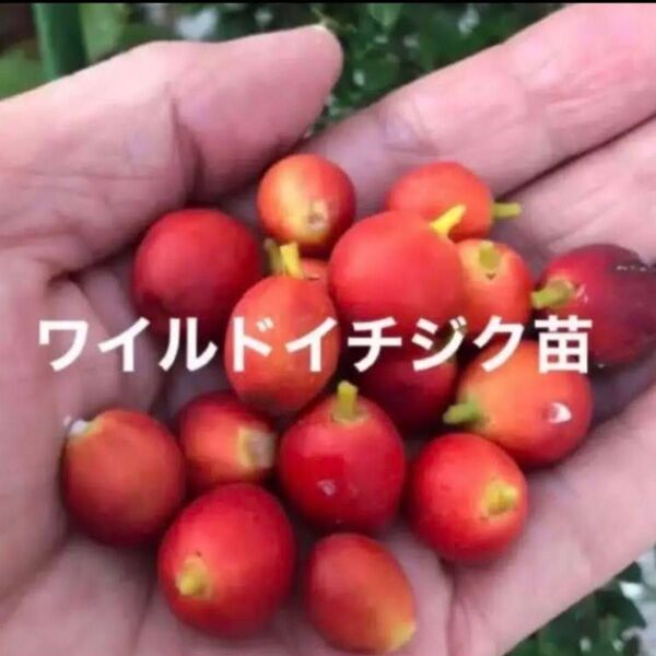 ワイルドイチジク苗 土付き抜き苗 1本