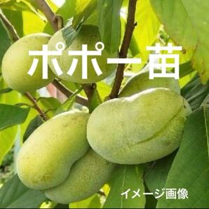 森のカスタードクリーム ポポー苗 1ポット