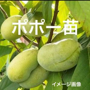 森のカスタードクリーム ポポー苗 1ポット