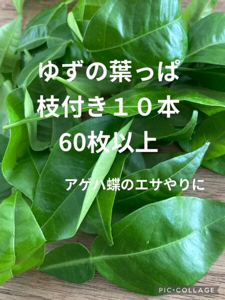 若葉 ゆずの葉っぱ 枝付き10本 60枚以上