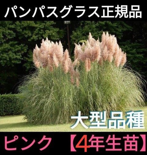 【4年生】白の苗【正規品】大型のパンパスグラスの苗/激レア/70センチの穂が凄い ドライフラワーに