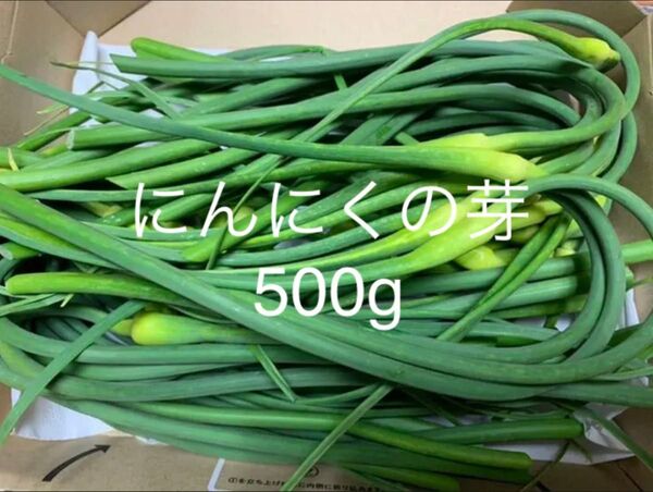 北海道産 ニンニクの芽500g