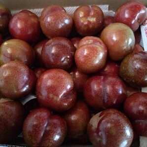奄美産すもも(1.5kg)