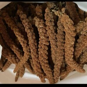 フランス産 赤粟穂 粟穂