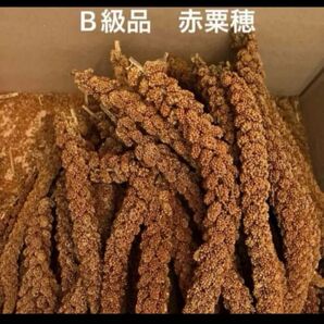フランス産 赤粟穂