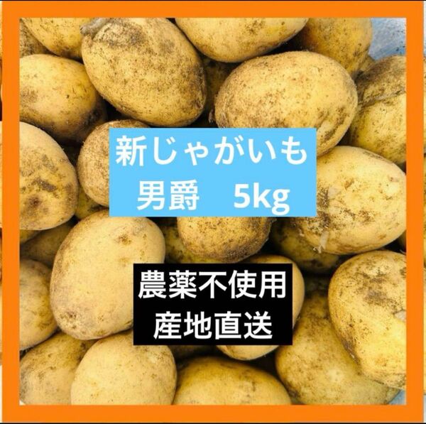 ⑤5kg 新じゃがいも 男爵芋 農薬不使用 産地直送 5キロ ばれいしょ 馬鈴薯 農家直送 男爵いも
