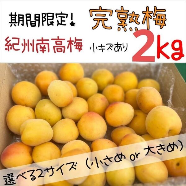 【期間限定!】紀州南高梅 完熟梅2kg傷あり