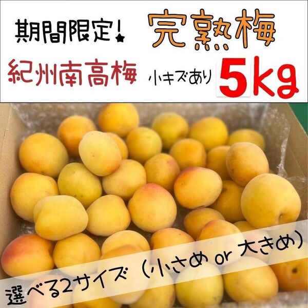 【期間限定!】紀州南高梅 完熟梅5kg傷あり