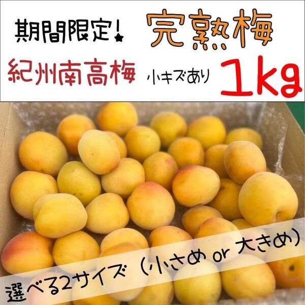 【期間限定!】紀州南高梅 完熟梅1kg傷あり