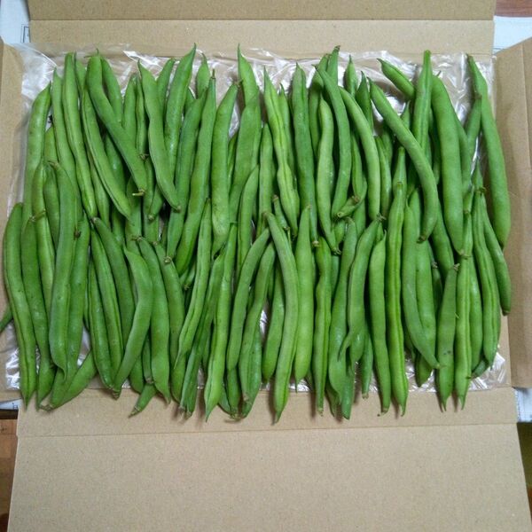 インゲン豆 600g
