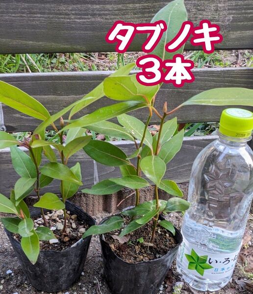 タブノキ 実生苗 抜き苗 3本