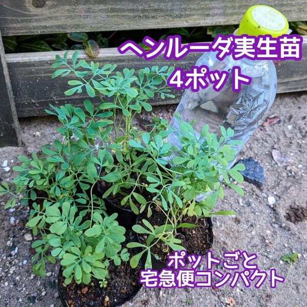 ヘンルーダ(ルー)実生苗 4ポット ポットごと宅急便コンパクト 種子プレゼント