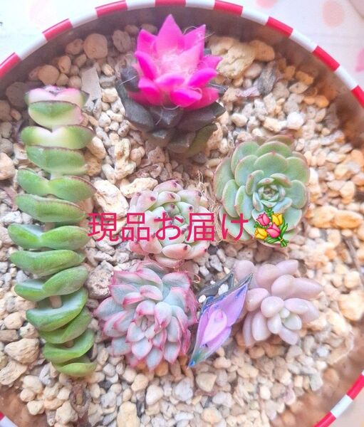 カラフル寄せ植えセット 韓国苗 多肉植物