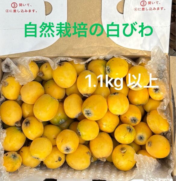 自然栽培の白びわ 1.1kg以上 宅配便コンパクト 無農薬栽培