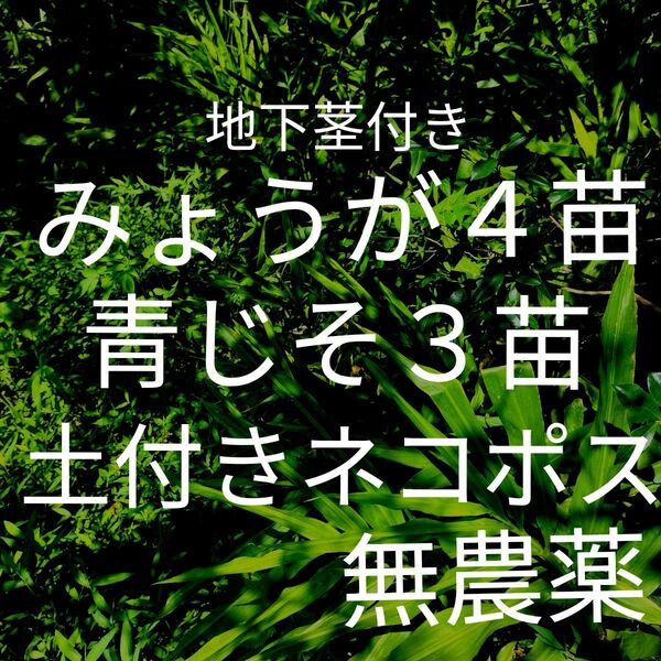 みょうが4苗地下茎付き 青じそ3苗 土付きネコポス 完全無農薬畑育ち 美味しい空気 自然のまま育てています