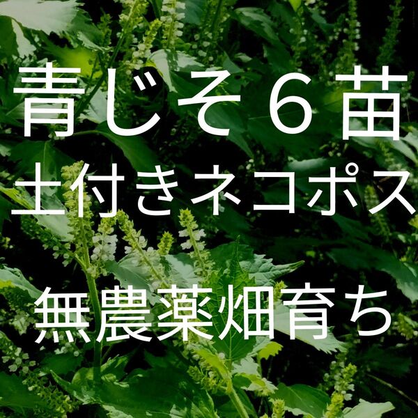 青じそ6苗 大葉苗 土付きネコポス 鮮度保持袋入り 無農薬畑育ち 美味しい空気で自然のまま育てています