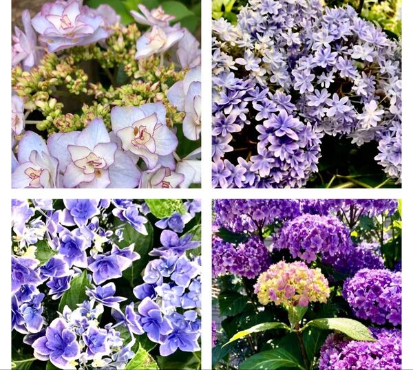 ★希少な紫陽花の挿し穂になります。挿し穂各種2 合計8本になります。2本おまけ付★ 挿し木 紫陽花 アジサイ★