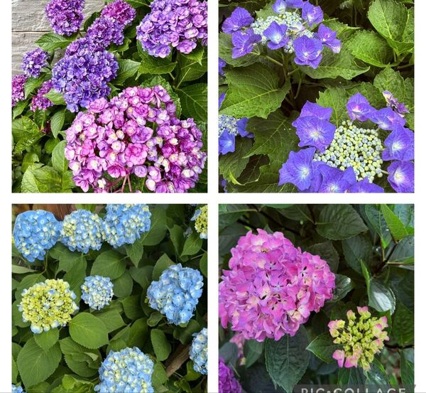 *最終*希少な紫陽花の挿し穂になります。挿し穂各種2本 合計8本になります。 挿し木 紫陽花 アジサイ★