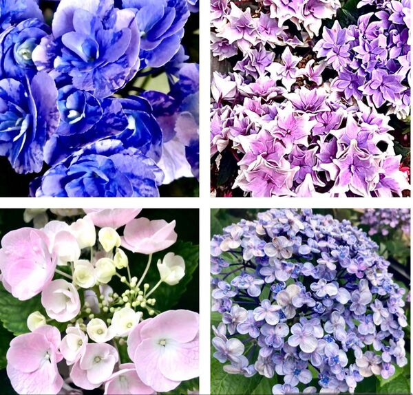 ★希少な紫陽花の挿し穂になります。挿し穂各種2 合計8本2本おまけ付合計10本、★ 挿し木 紫陽花 アジサイ★