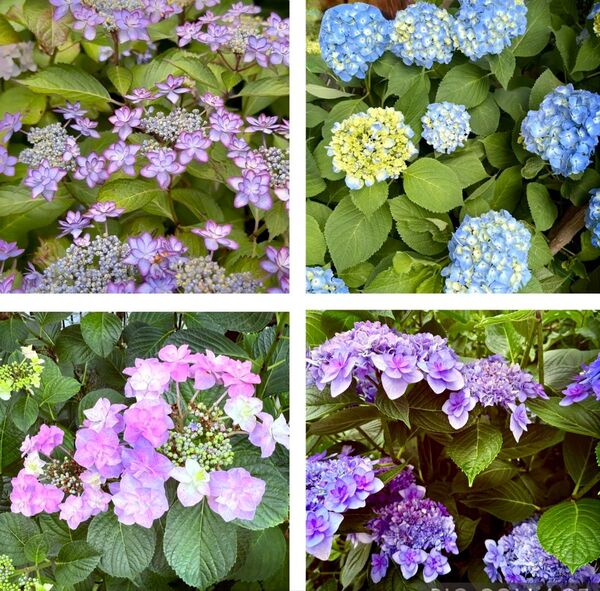 ★最終★ 希少な紫陽花の挿し穂になります。挿し穂各種2本合計8本になります。挿し木 紫陽花 アジサイ