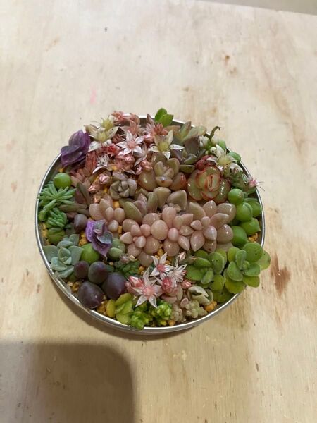 ツナ缶リメイク寄せ植え1個 そこ穴空いてますので,このまま育てられます。