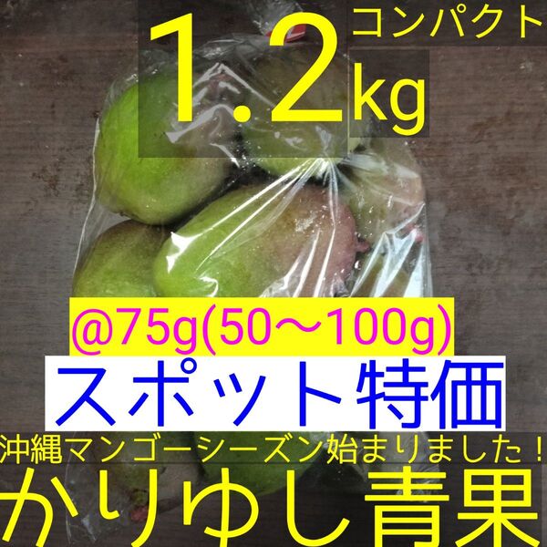 〈スポット特価〉沖縄県産 摘果マンゴー/青マンゴー/グリーンマンゴー@75g(50〜100g)約1.2kg【コンパクト便】⑯