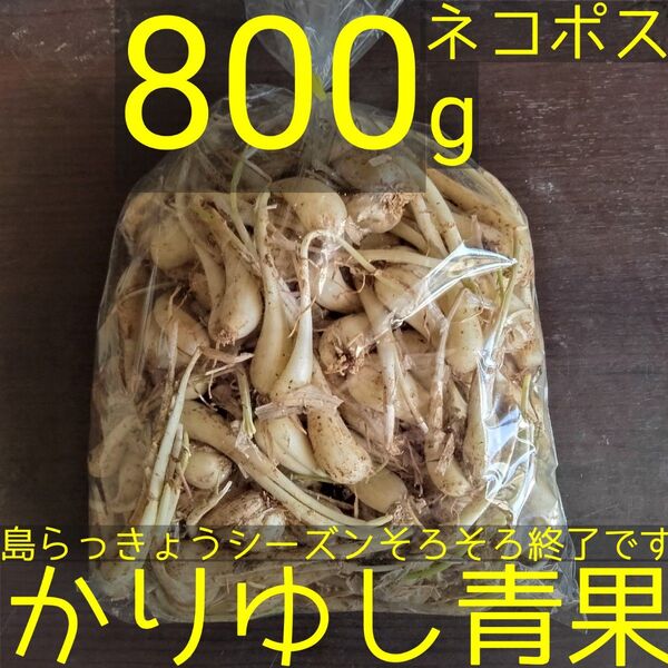 沖縄県産 島らっきょうバラ(茎なし)約800g【ネコポス】①