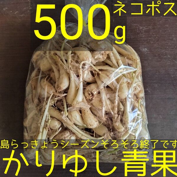 沖縄県産 島らっきょうバラ(茎なし)約500g【ネコポス】①