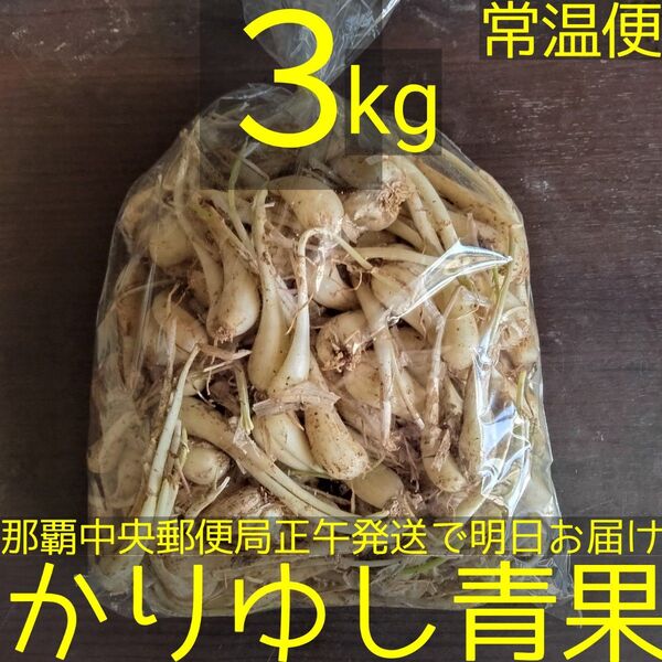 沖縄県産 島らっきょうバラ(茎なし)約3kg【常温便】①