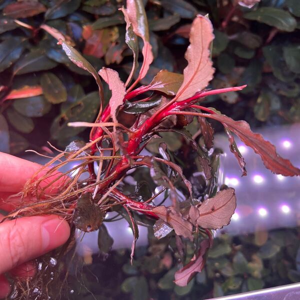 Bucephalandra sp.brilliant purple orange