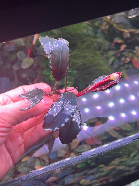 Bucephalandra sp.super blue