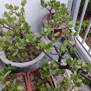 多肉植物 金のなる木 抜き苗