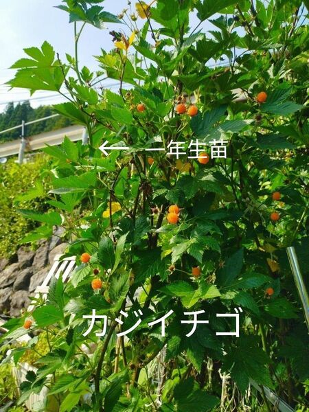 カジイチゴ 特大苗 棘なし木いちご