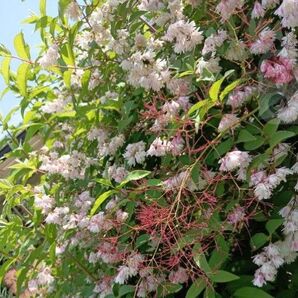 更紗うつぎ 挿し木用カット枝 5本 根っ子は有りません