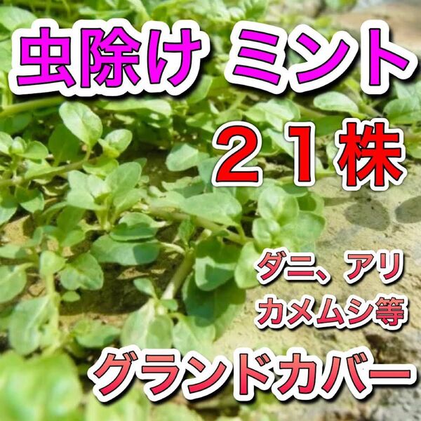 ◆21株 虫よけミント ペニーロイヤル 苗 根付 虫除け グランドカバー ダニ カメムシ アリ 防虫 ハーブ ミント 無農薬