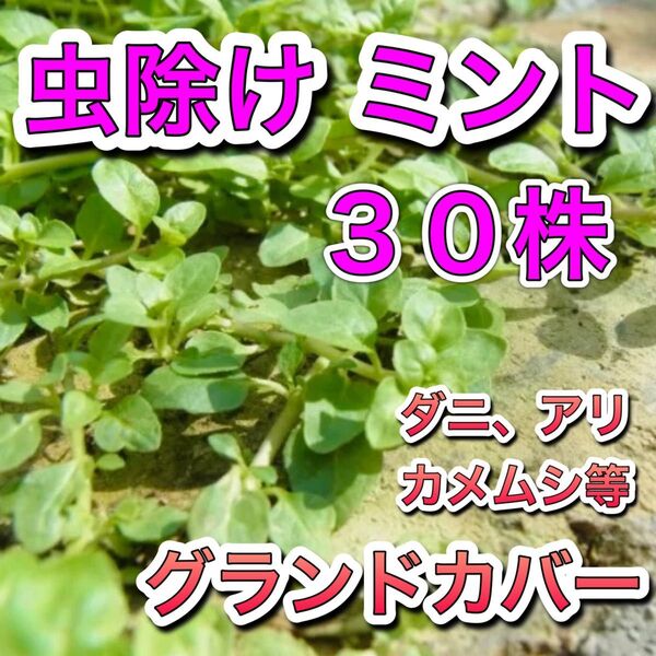 ◆値下げ 虫よけミント30株 ペニーロイヤル 苗 根付 虫除け グランドカバー ダニ カメムシ アリ 防虫 ハーブ ミント 無農薬