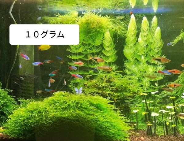 ウィローモス 10g