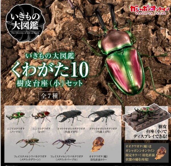 いきもの大図鑑 くわがた10 ガシャポンオンライン版 樹皮台座(小)セット 全7種セット オオクワガタ 蛹 羽化直前カラー 含む