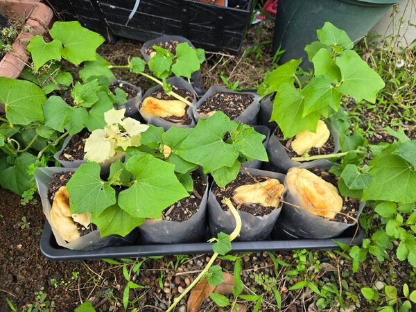 ハヤトウリ 苗 緑 白1つづつ 2つセット