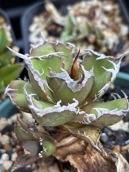 アガベ チタノタ AGAVE TITANOTA 多肉植物 lize血統 逆刺巌龍 子株 送料込み 抜き苗発送 強棘
